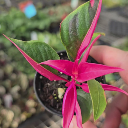 Alternanthera ficoidea 'Party time' - 2"