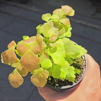 Large leaf maidenhair fern - 4"