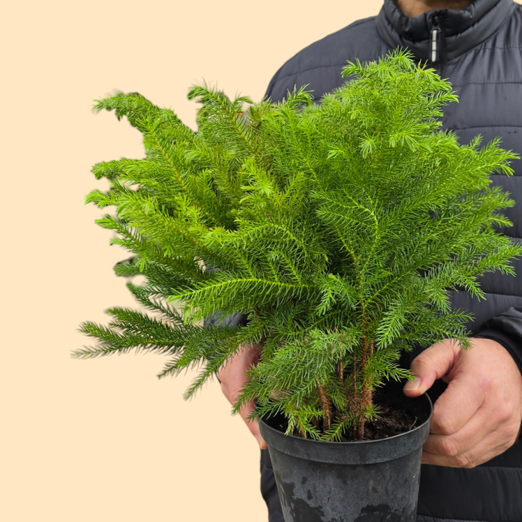 PROMO PLANTS - Araucaria Heterophylla - 6