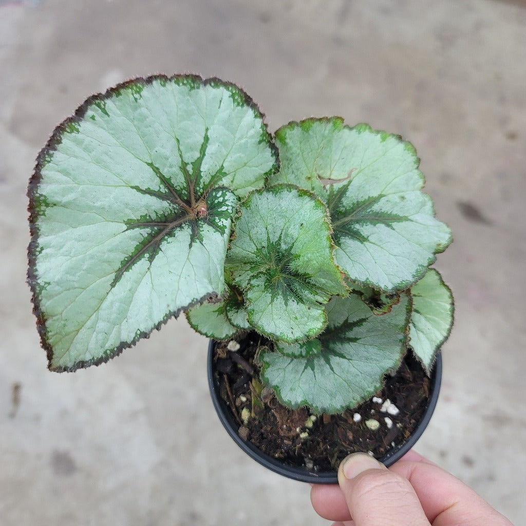 Begonia escargot - 4