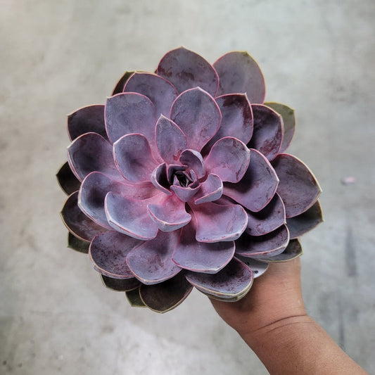 PROMO PLANTS - ECHEVERIA ASSORTED - 4" (PROMO)