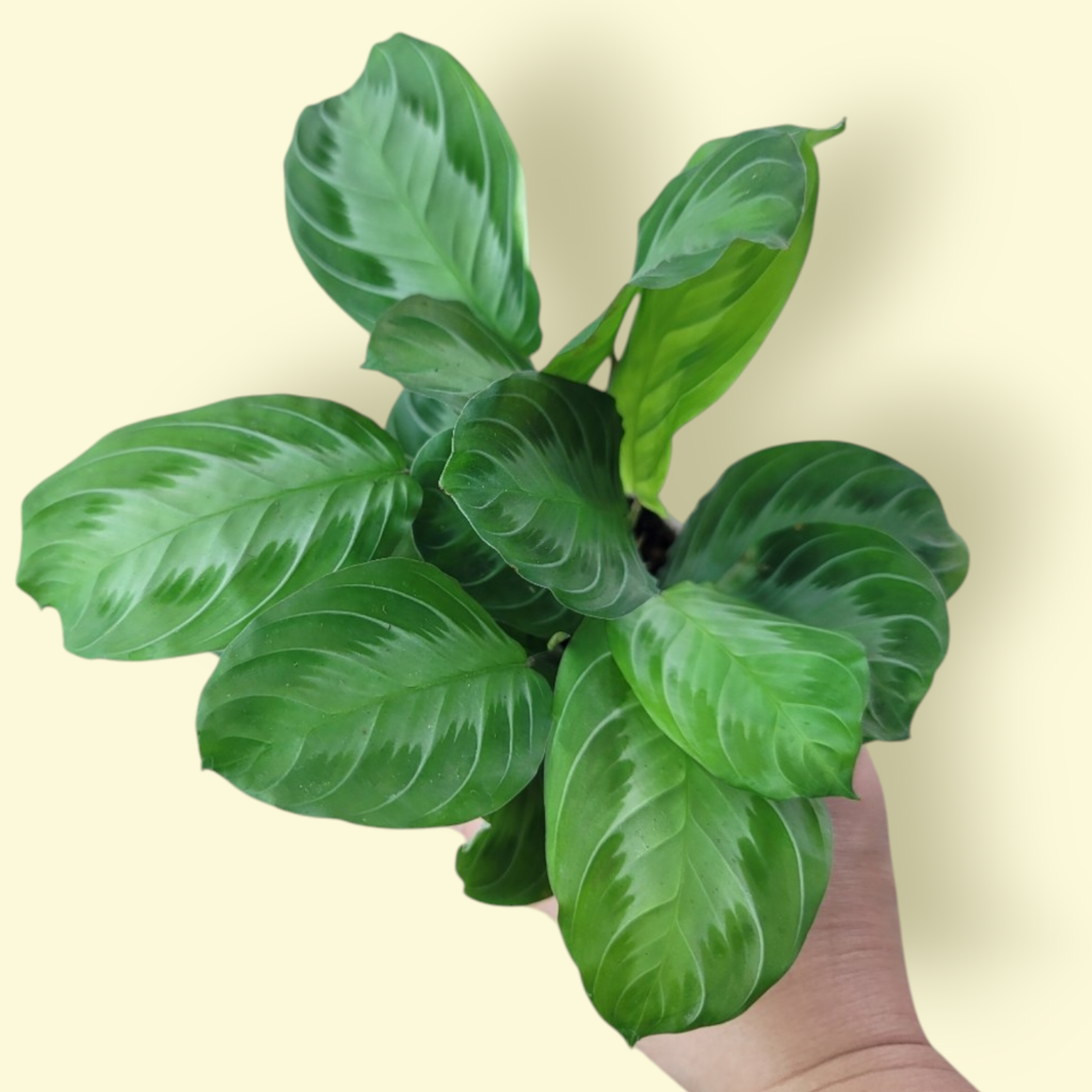 PROMO PLANTS - Maranta Leuconeura 'Silver Band' - 4" (PROMO)