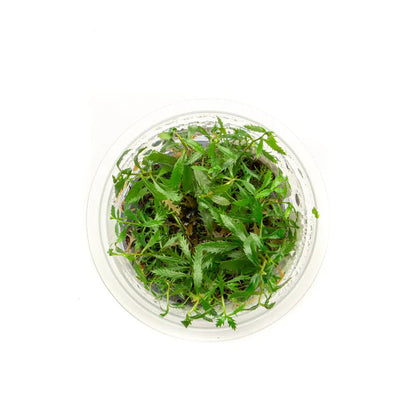 Proserpinaca palustris - TC