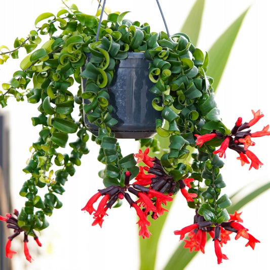 Aeschynanthus rad. 'Rasta' - 6" HB