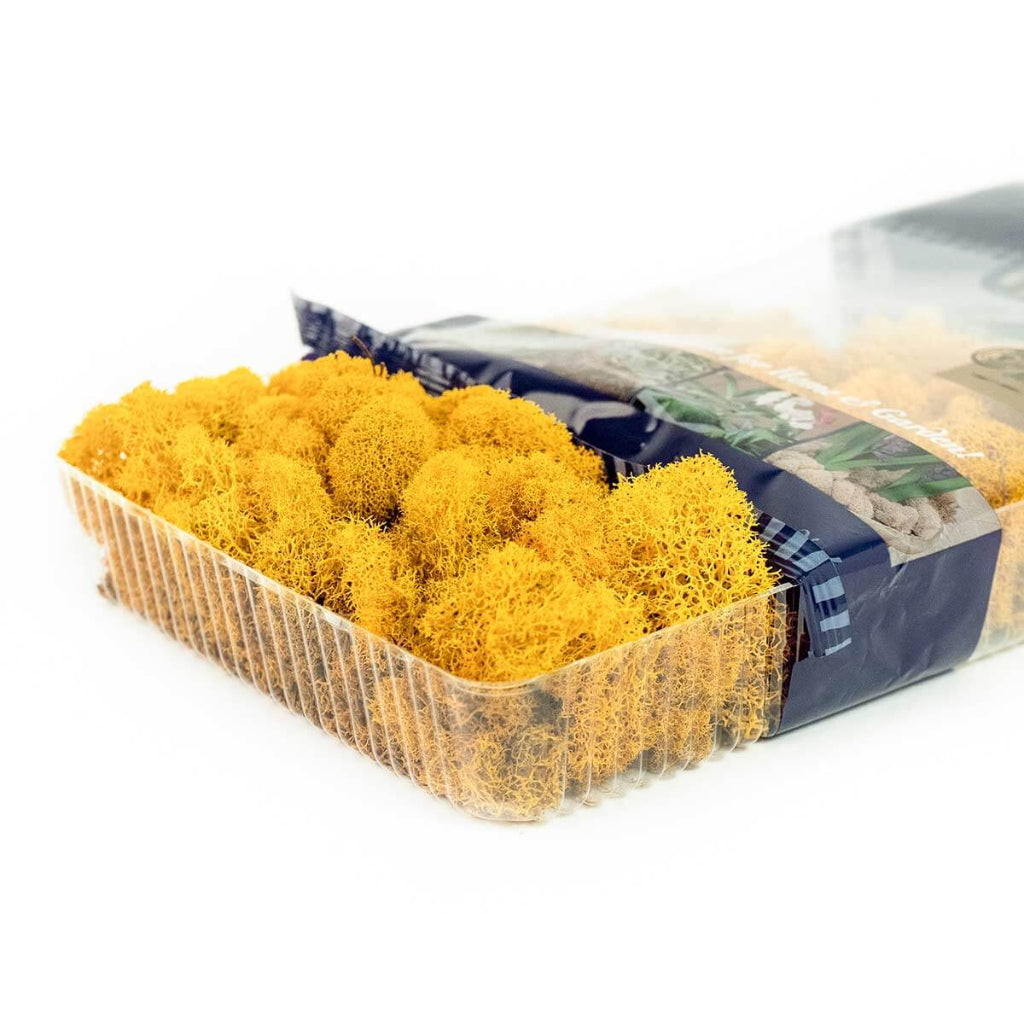 Reindeer Moss