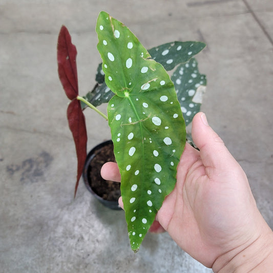 RESCUE PLANTS - Begonia Maculata - 6" (rescue)