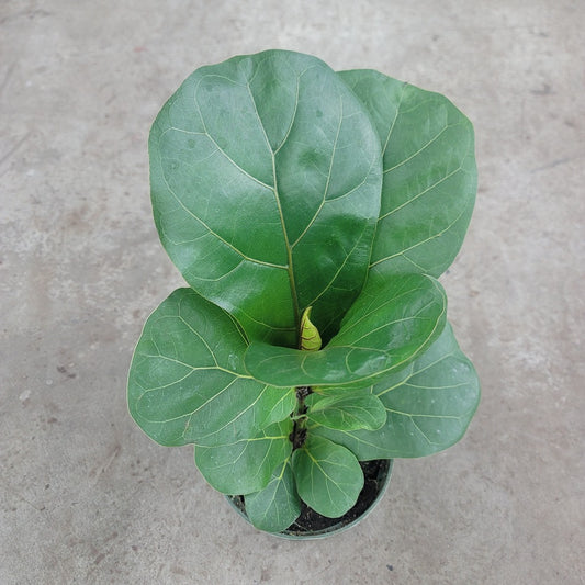 RESCUE PLANTS - Ficus Lyrata - 6" (rescue)