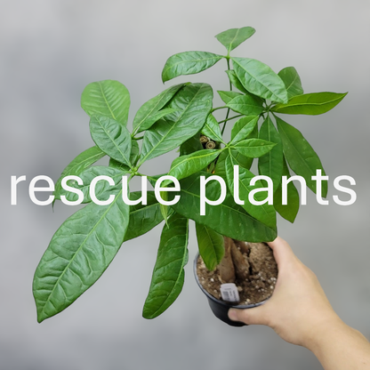 RESCUE PLANTS - Pachira Aquatica - 4" (rescue)