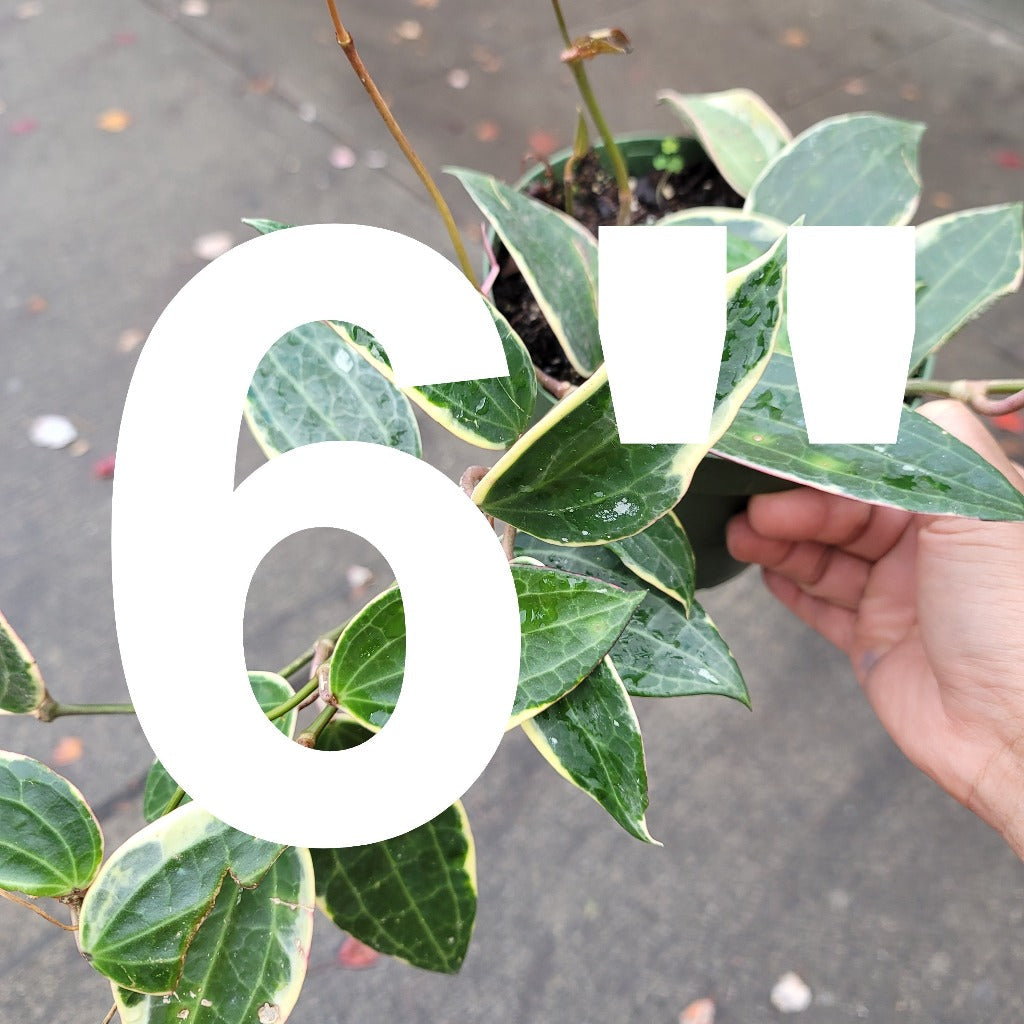 RESCUE PLANTS - RESCUE PLANT - 6"