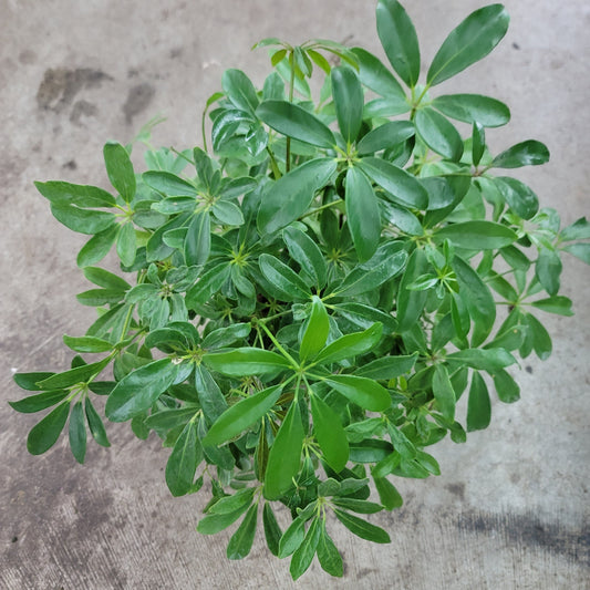 RESCUE PLANTS - Schefflera Arboricola -  Bush 6" (rescue)
