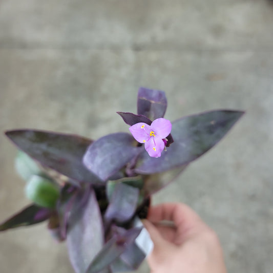 RESCUE PLANTS - Tradescantia Pallida - 4" (rescue)