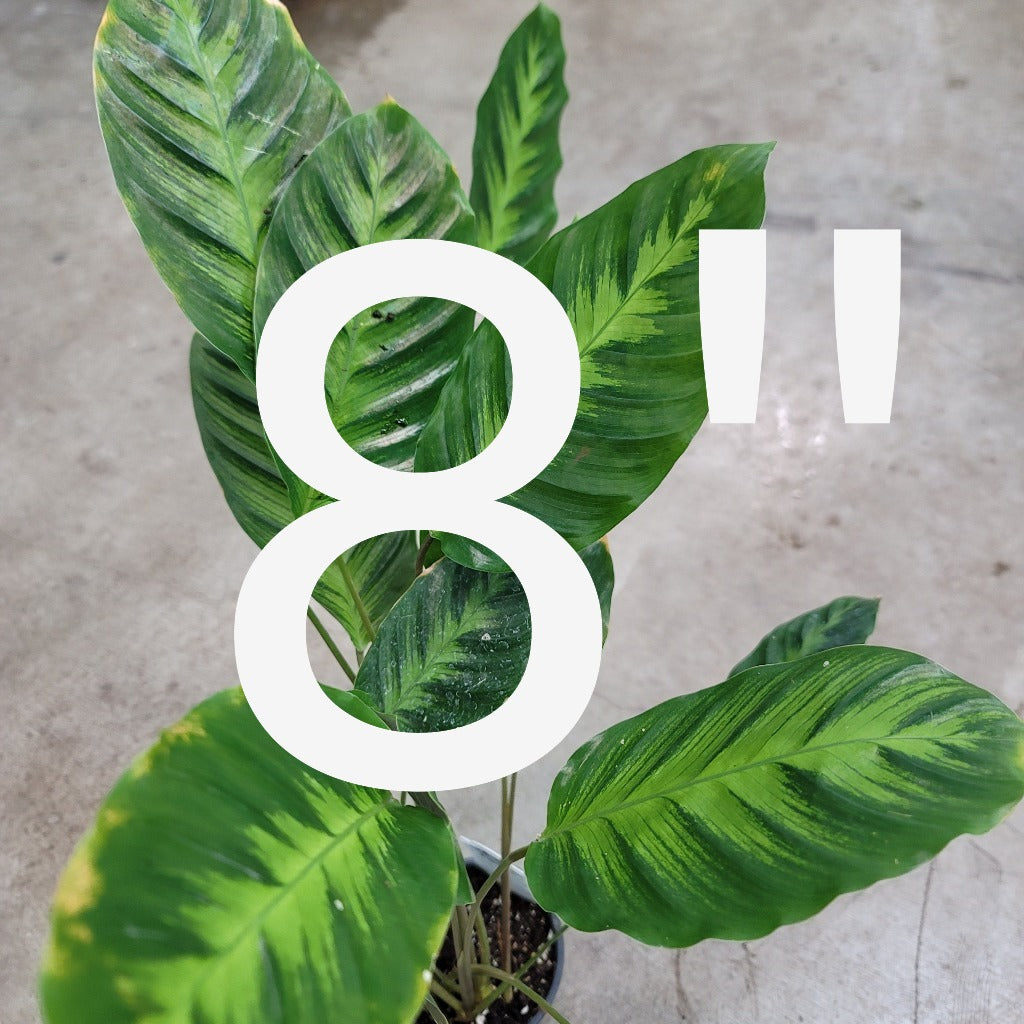 PLHC- Rescue plants- 8"