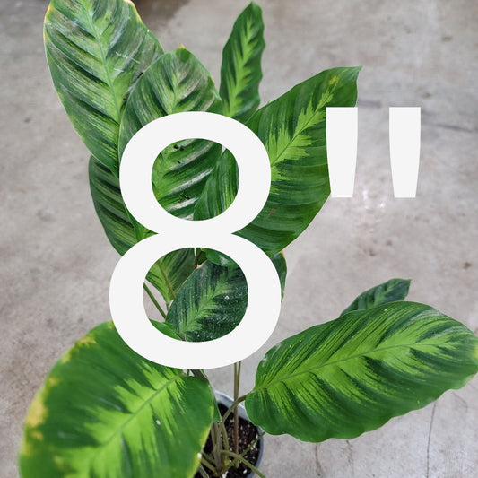 PLHC- Rescue plants- 8"