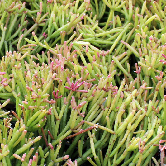 Rhipsalis clavata - 4"