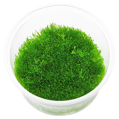 Riccia - 2"
