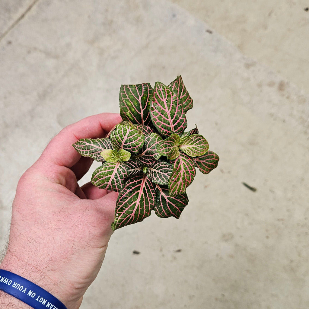 Fittonia 'Pink' - 2