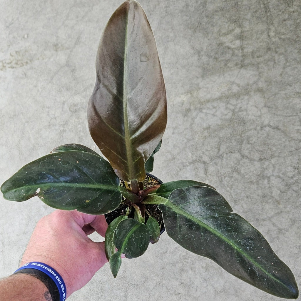 Philodendron 'Imperial Red' - 4