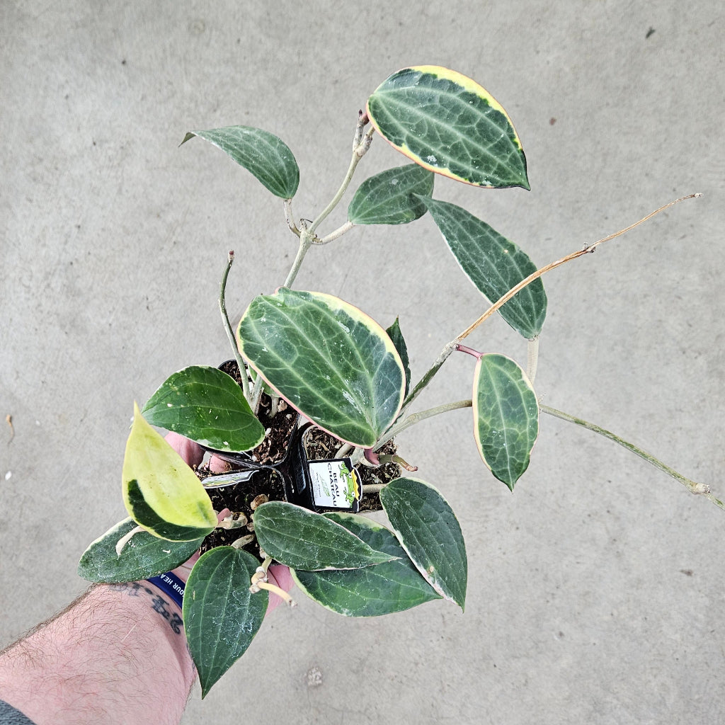 Hoya macrophylla albo marginata - 2