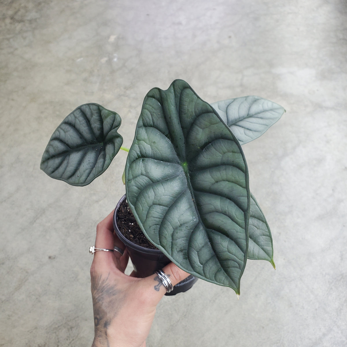 Alocasia 'White Dragon' - 4"