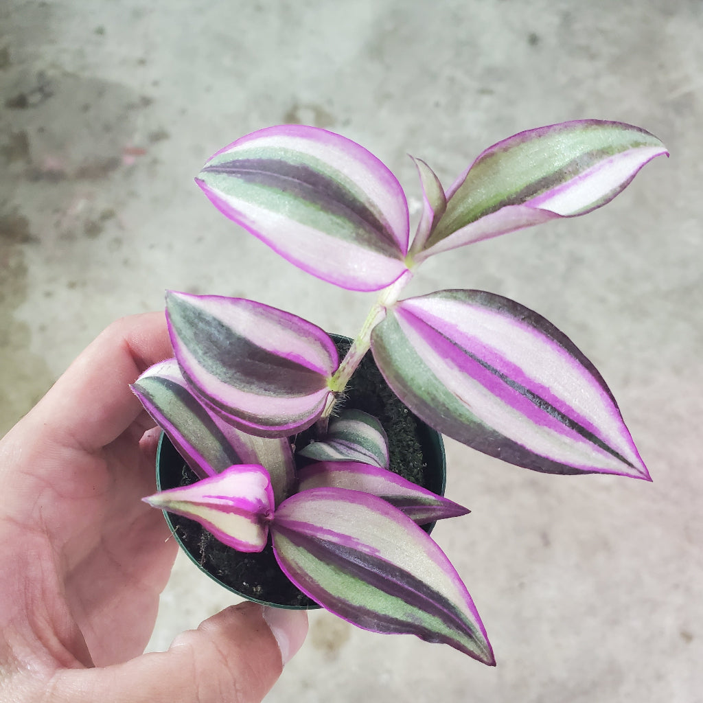 Tradescantia fluminensis tricolor - 2"
