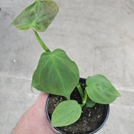Philodendron camposportoanum- 4.5"
