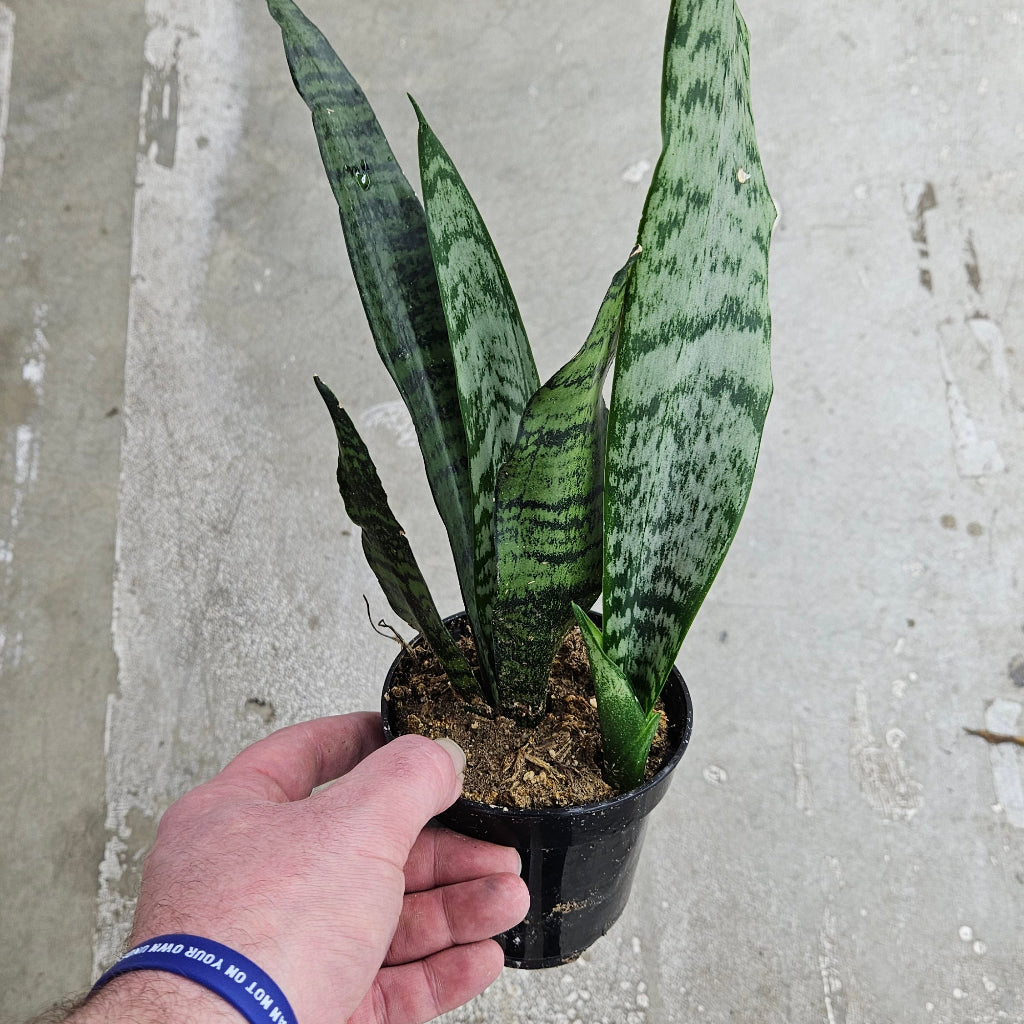 Sansevieria robusta - 4