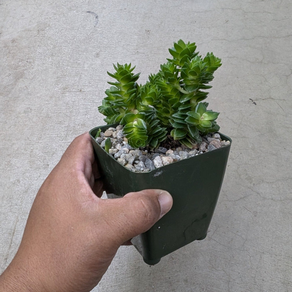 Crassula pyramidalis 'Buddha's Temple' - 4