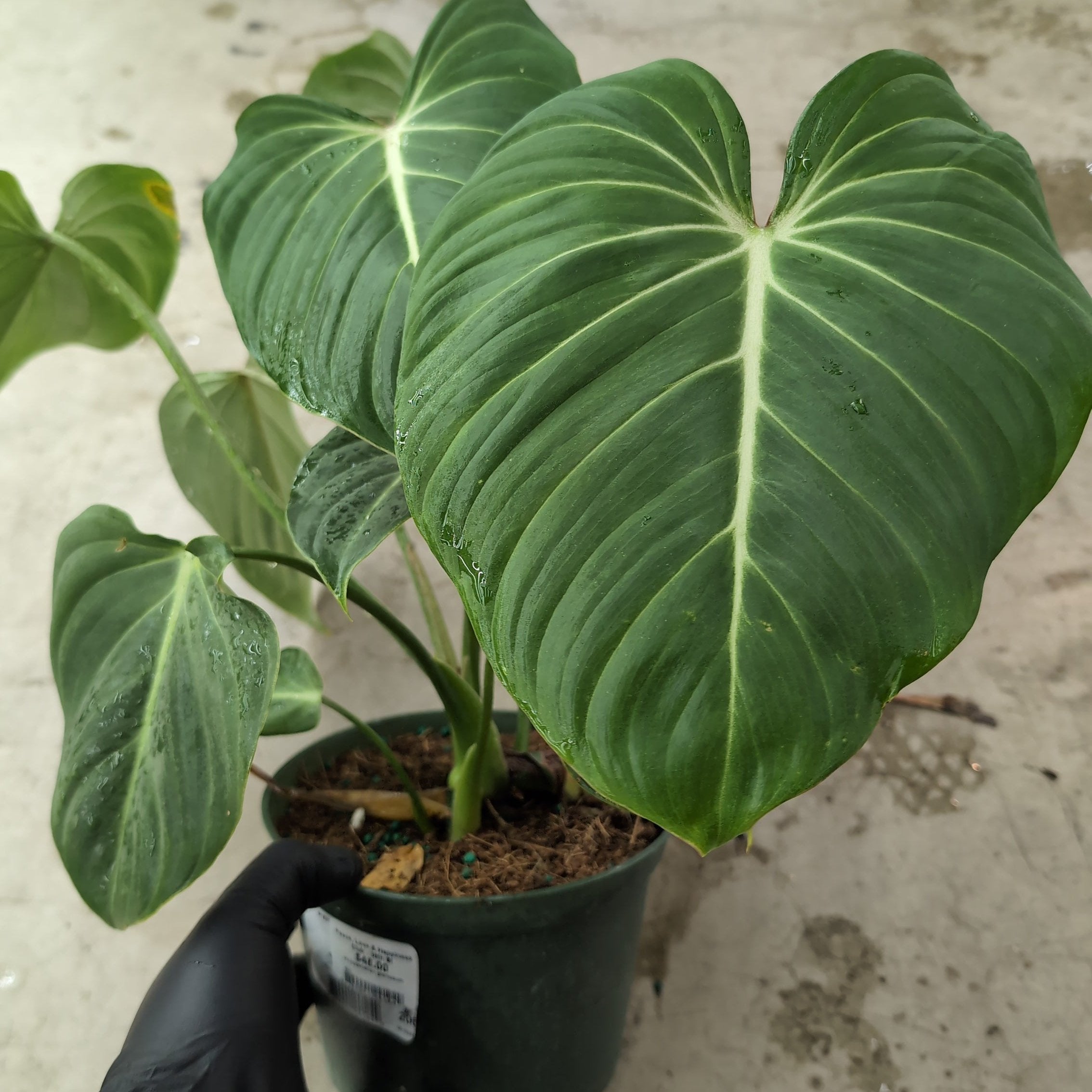 PHILODENDRONS