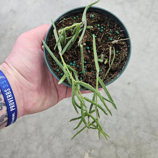Hoya linearis - 4"