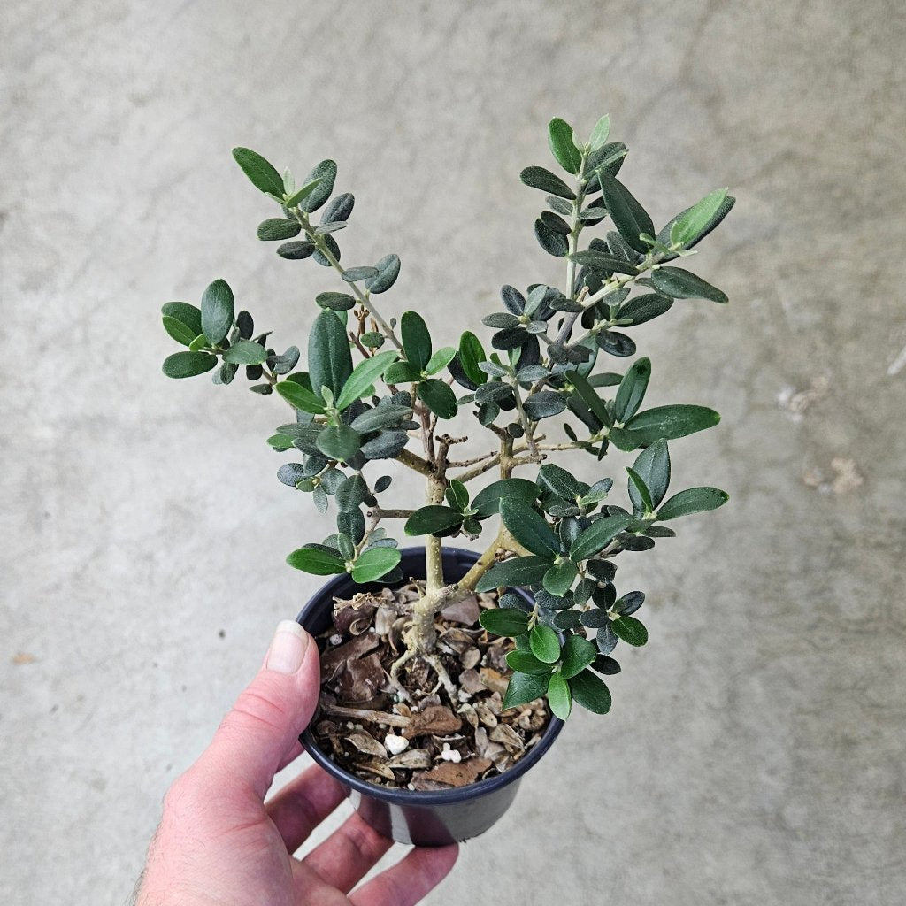 Olea europaea - 4"