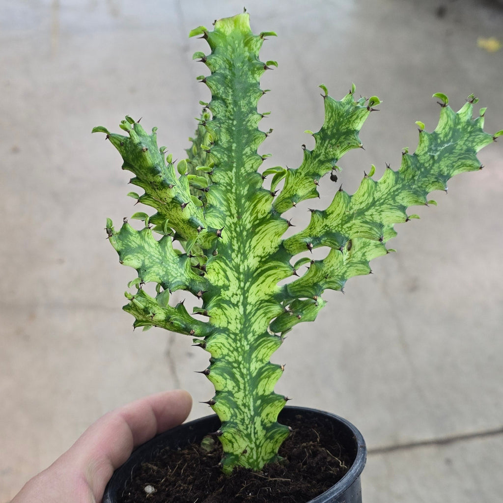 Euphorbia trigona 'Variegata' - 4