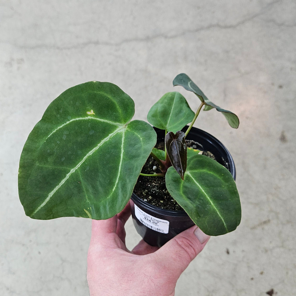 Anthurium Forgetii Hybrid - 4