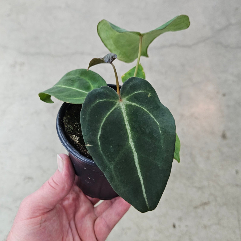 Anthurium Forgetii Hybrid - 4