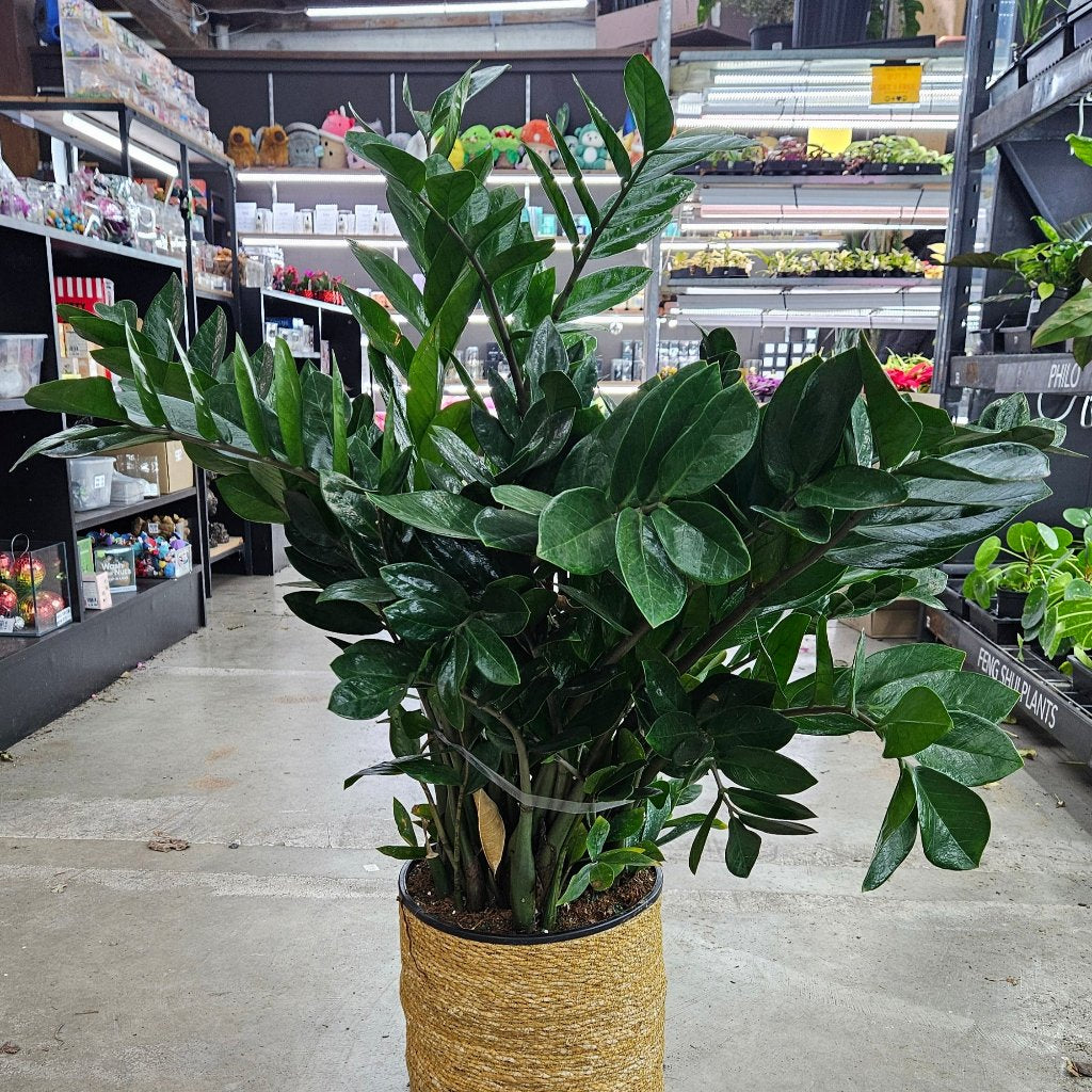 Zamioculcas zamiifolia - 10