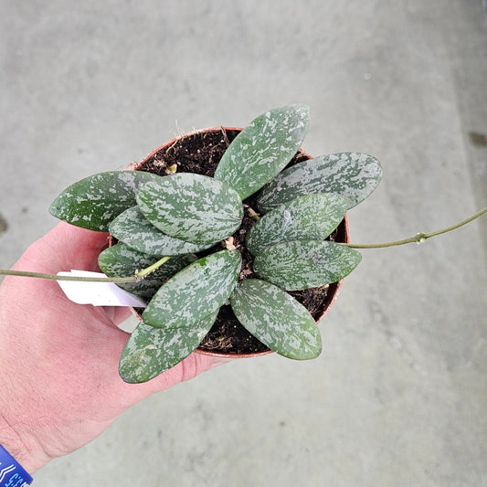 Hoya sigillatis 'Silver' - 4"