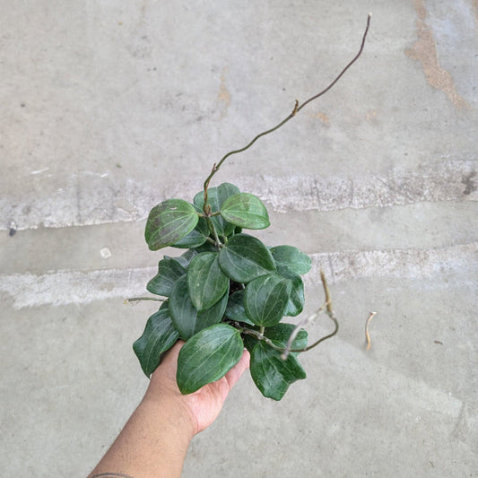 Hoya quinquenervia - 4"