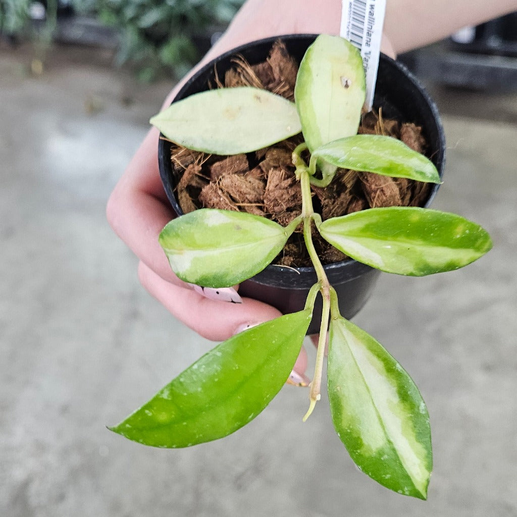 Hoya walliniana  'Variegated' - 3