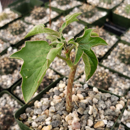 Adenia volkensii - 4"
