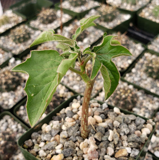 Adenia volkensii - 4"