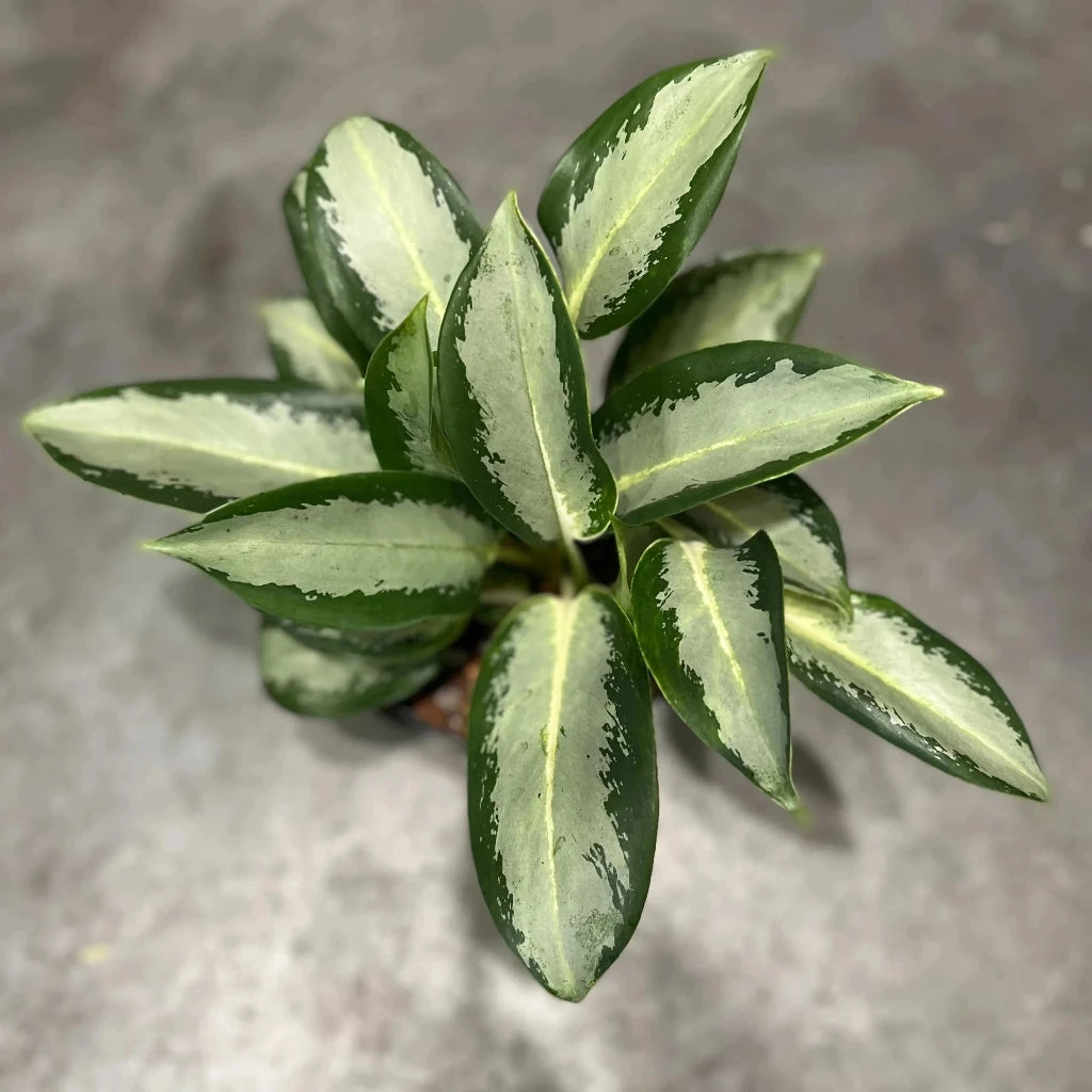 Aglaonema 'Green Bowl' - 4