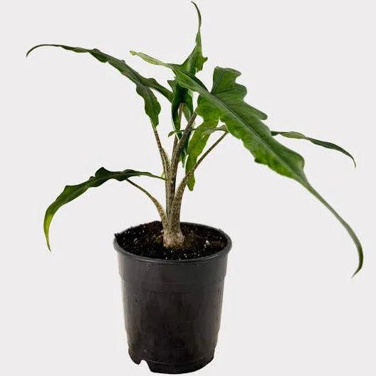 Alocasia 'Sabrina' - 4"