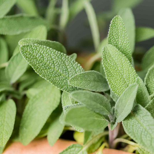 Herb - Sage