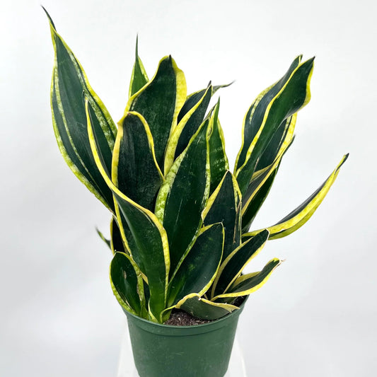 Sansevieria trifasciata 'Black Gold Superba' - 4"