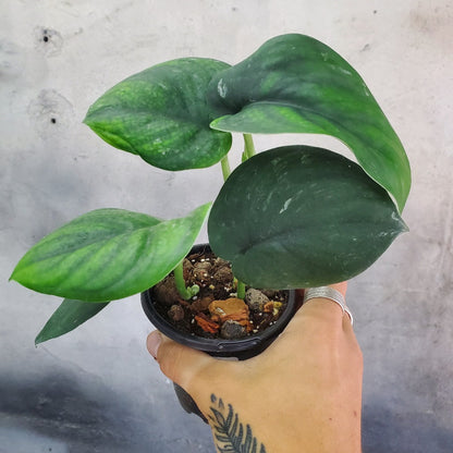 SCINDAPSUS - SCINDAPSUS JADE SATIN - 4"