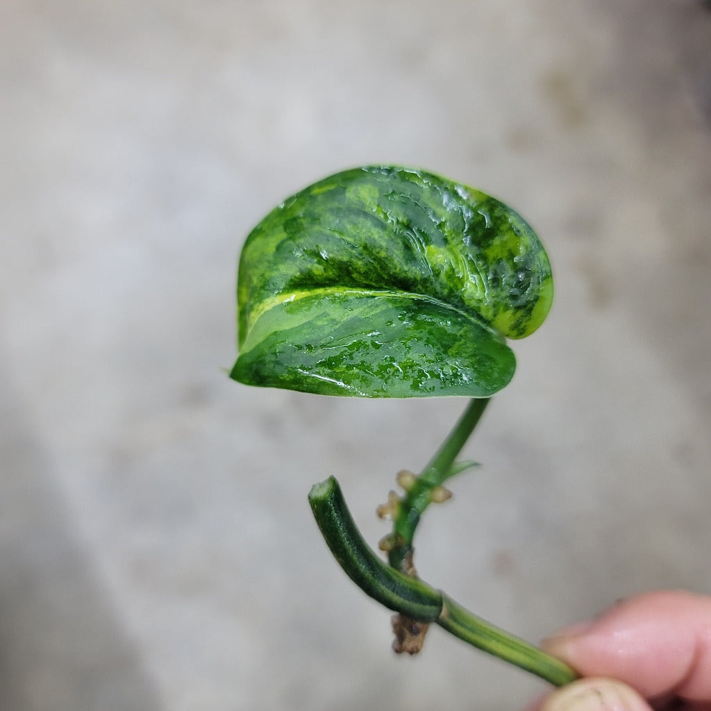 Scindapsus jade satin variegated - 1 leaf node cutting