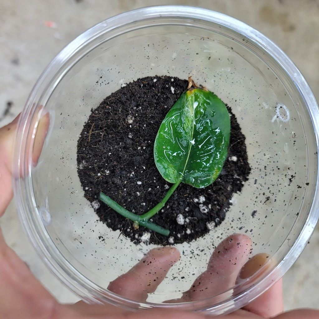 Scindapsus jade satin variegated - 1 leaf node cutting