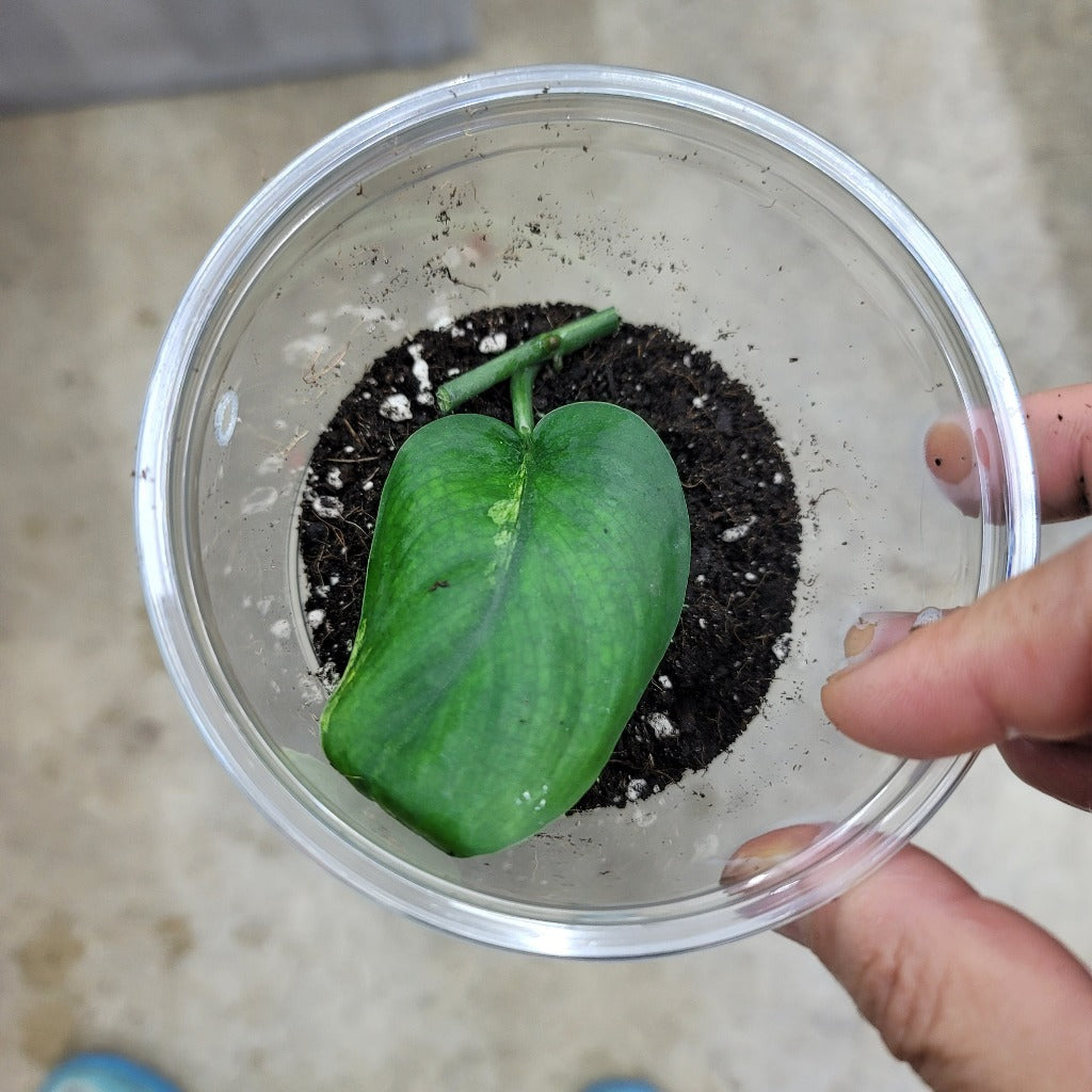 Scindapsus jade satin variegated - 1 leaf node cutting