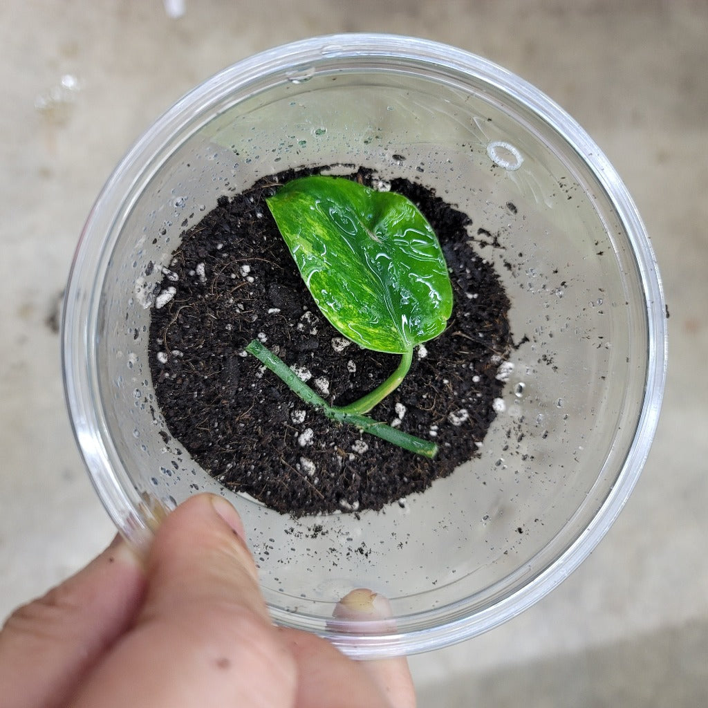 Scindapsus jade satin variegated - 1 leaf node cutting