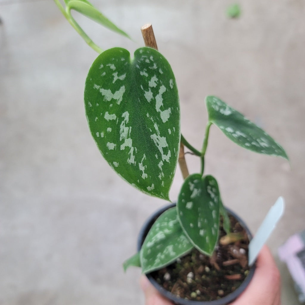 Scindapsus pictus 'Snake Scale' - cuttings