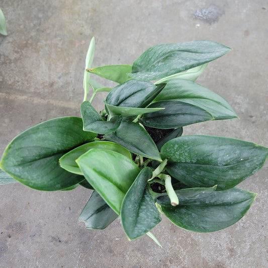 SCINDAPSUS - Scindapsus Treubii 'Moonlight' - 6"